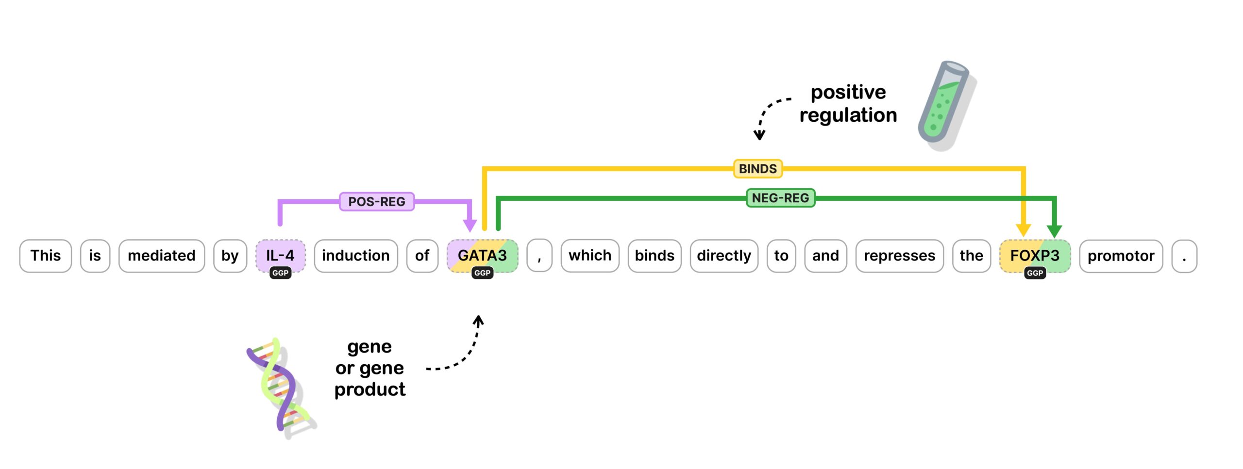 Example of a relation expressed in a sentence: "IL-4 induction of GATA3" is a "Positive regulation" with IL-4 and GATA3 both annotates as "GGP", which stands for "Gene or Gene Product"